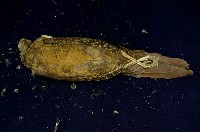藍腹鷴藏品圖，第5張